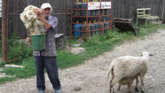 A tuns oaia şi a donat lâna bugetarilor