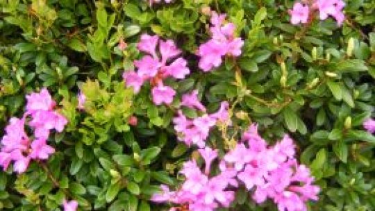 Bujorul de munte, pe cale de dispariţie