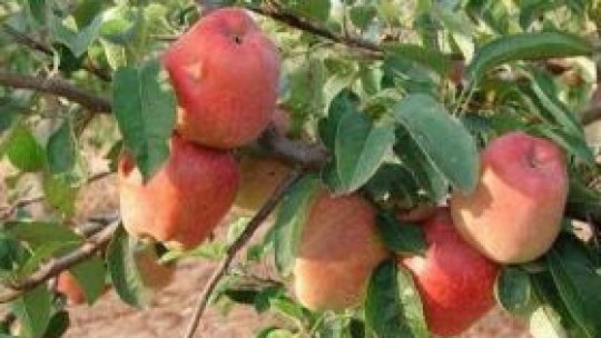 Leacul din natură: Mărul