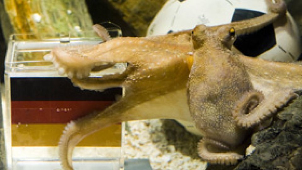 O caracatiţă prezice victoria Germaniei împotriva Argentinei