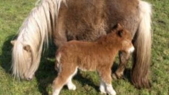 Primul parc zoo privat din România