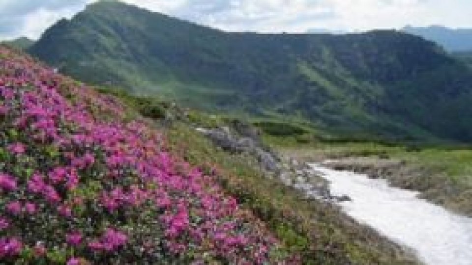 Rezervaţie naturală "protejată" de o microhidrocentrală