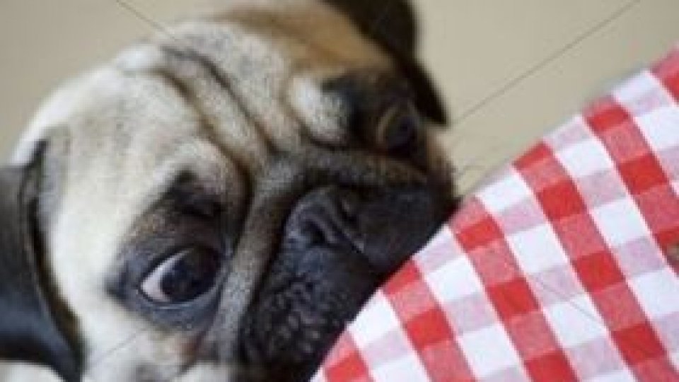 Concert de muzică pentru câini la Sydney