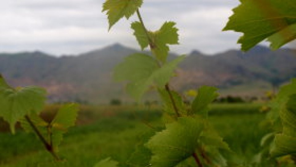 Dunăre, munţi, vin...