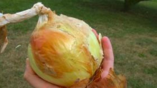 Ceapă uriaşă, descoperită în Sălaj