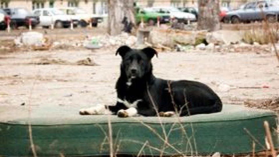 Spitalul din Brăila "va avea din nou" vaccin antirabic