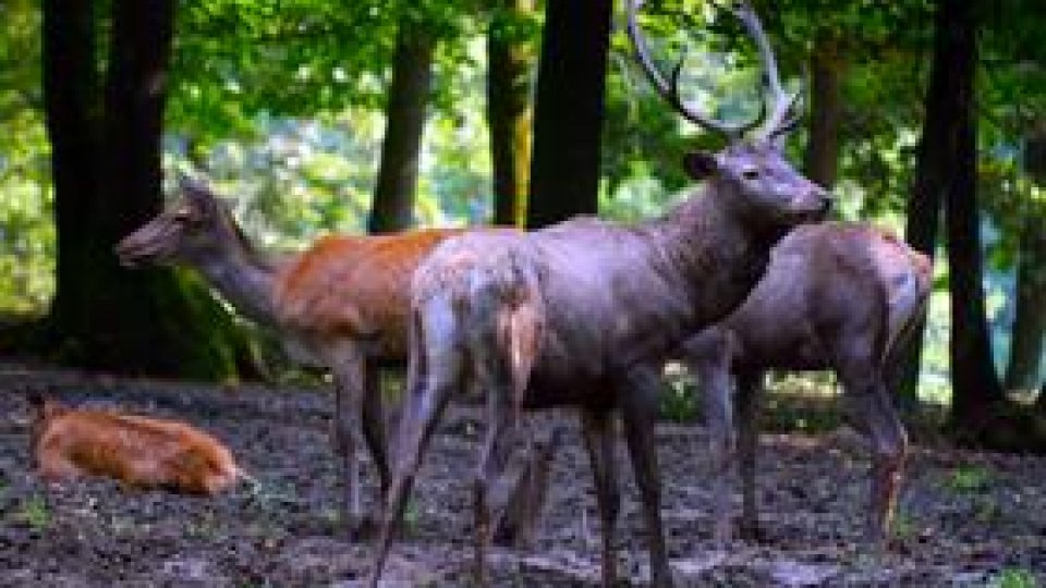 Braconierii, specie protejată în rezervaţia Miru-Bora