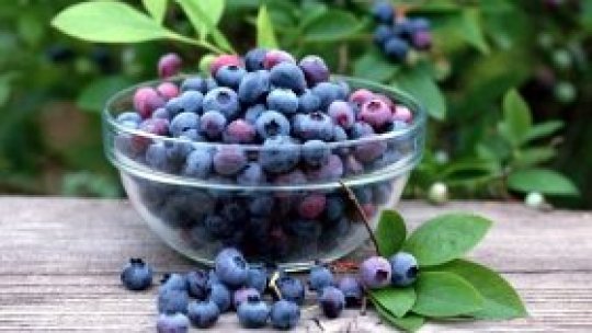 Fructele de pădure le asigură traiul