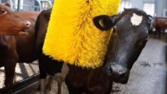 "Cow wash", spălătoria de vaci