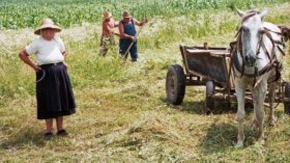 Zi de seceriş la Salva