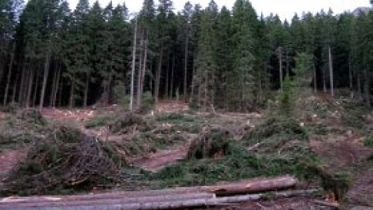 Pădurile private, ţinta hoţilor de lemn
