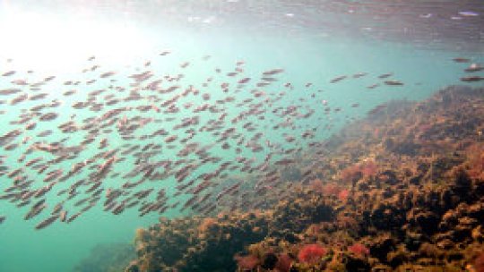 Două mări cu probleme