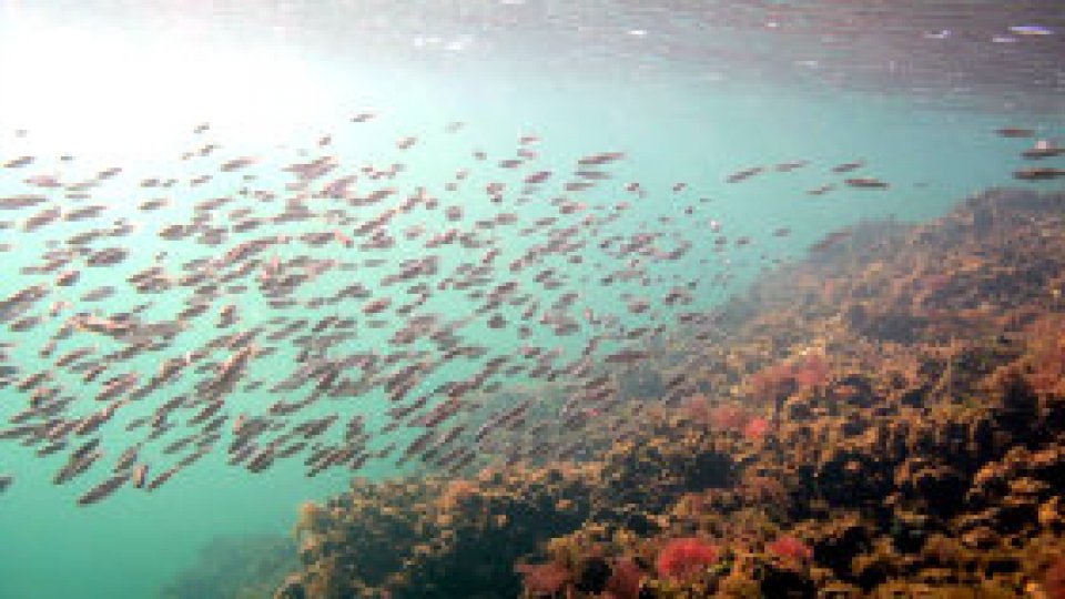 Două mări cu probleme