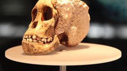 Grotele din Sterkfontein