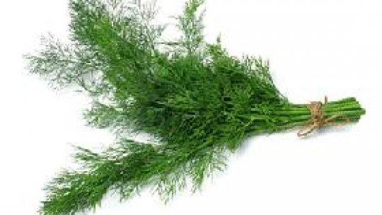 Mărarul, o plantă utilă pentru sănătatea noastră