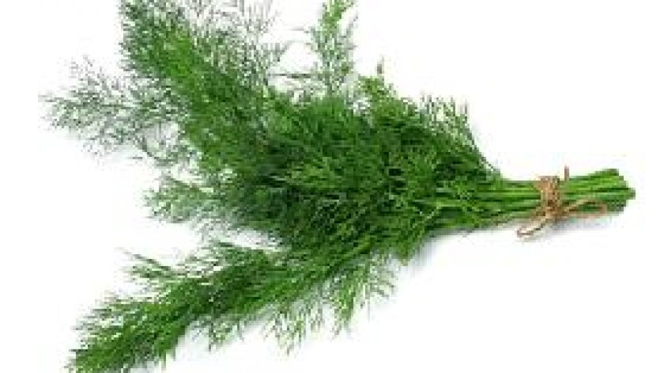 Mărarul, o plantă utilă pentru sănătatea noastră