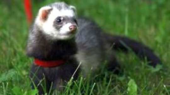 Dihorul, animal de companie