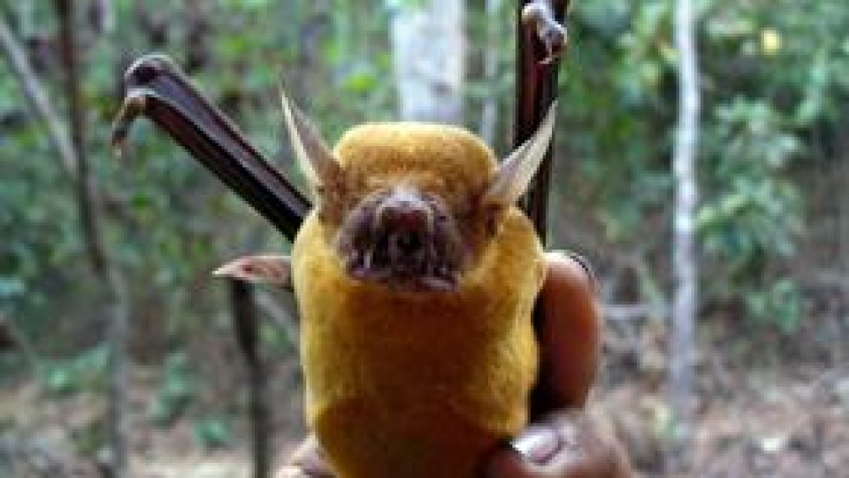 Lilieci turbaţi atacă indigenii peruvieni din Amazon