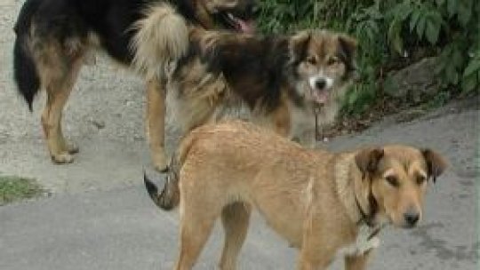 Legi nemţeşti pentru gestionarea animalelor