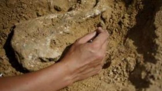 În Australia, cele mai vechi fosile din lume