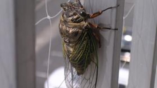 Sergiu Şteţ faţă în faţă cu Cicadele