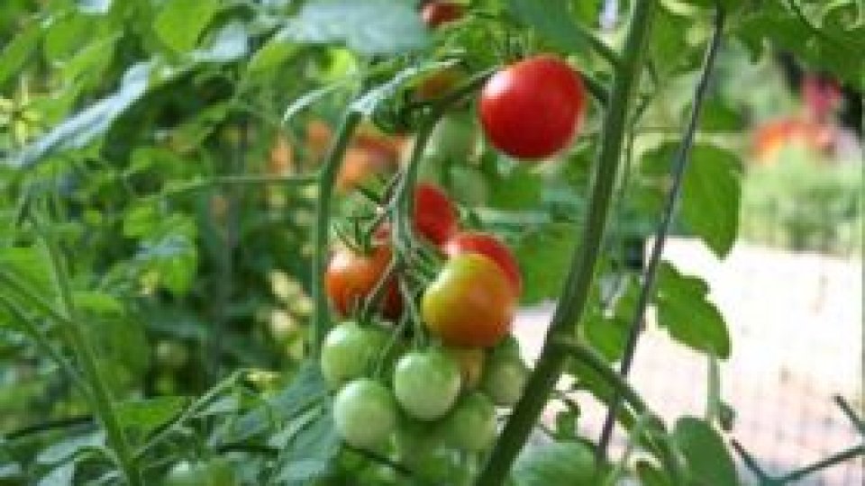 Agricultura în luptă cu natura