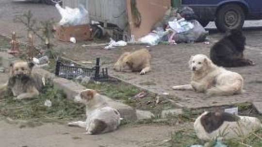 Campanie de adopţie a câinilor vagabonzi la Sfântu Gheorghe