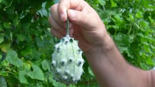 Castravetele "grenadă"