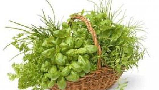 Busuiocul – iarba regilor