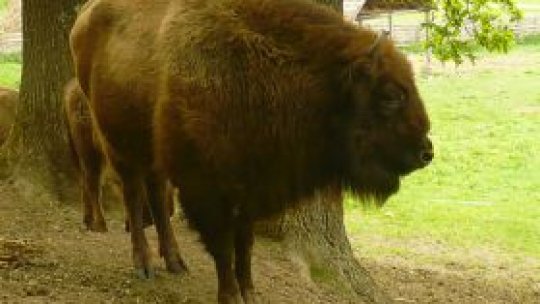 Zimbrii ar putea popula din nou pădurile din Moldova