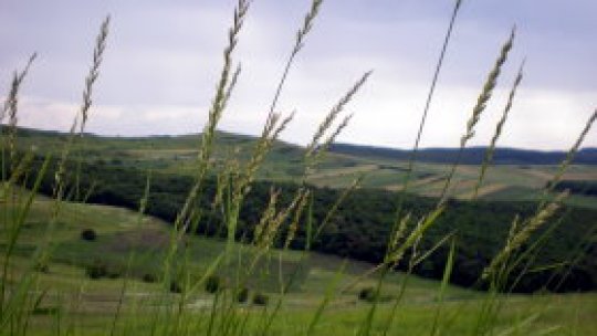 Agricultorii din zona Careiului se plâng de hoţi