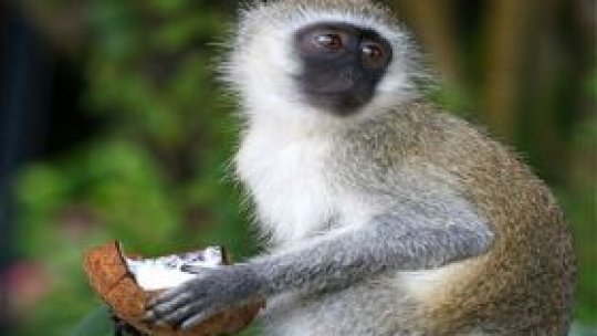 O vorbă bună 58 - Maimuţa şi nuca de cocos