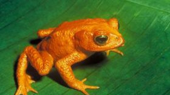 În căutarea broaştelor pierdute