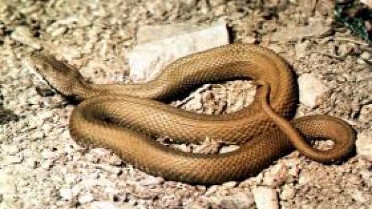 Muşcaţi de vipere