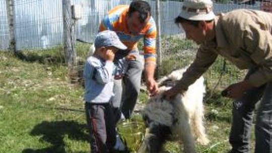 Răvăşitul oilor si povestea brânzei la Rucăr