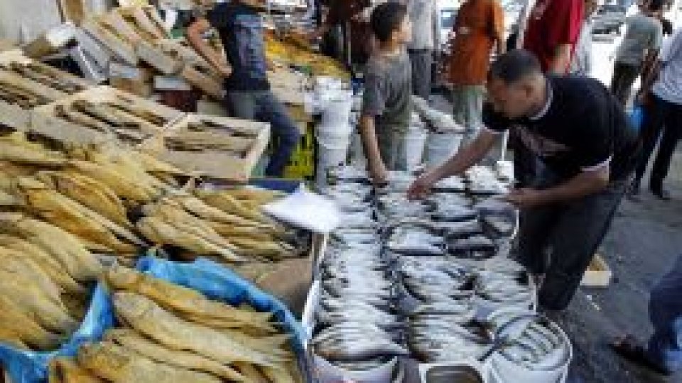 Senzori de la consolele de jocuri implantaţi în peşti