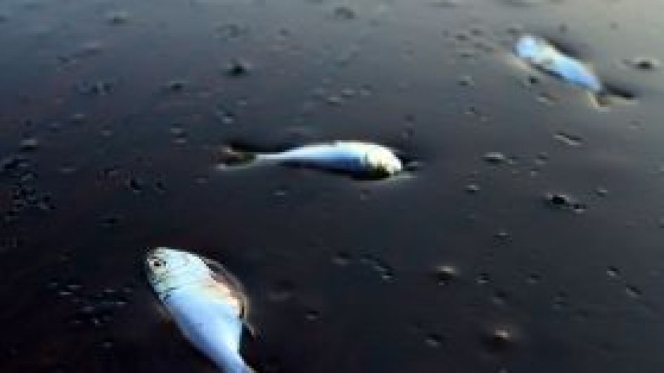 Puţul petrolier din Golful Mexic va fi sigilat până duminică