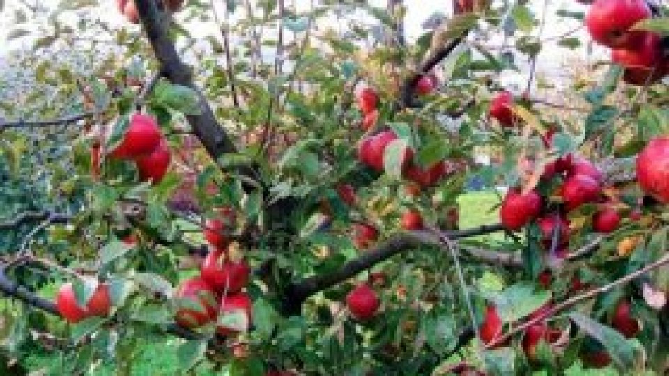 Dispar livezile de altădată