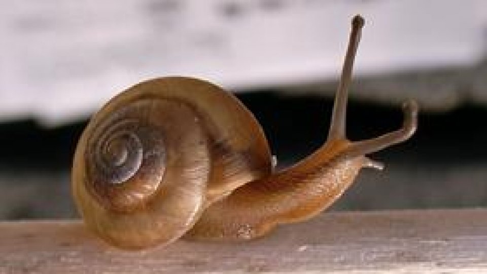 Bunicuţă premiată pentru cercetări asupra melcilor