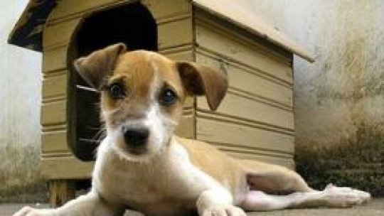 Câinii fără stăpân, o problemă serioasă în România