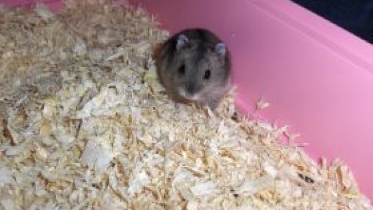 9 săptămâni la închisoare pentru că şi-a gătit hamsterul