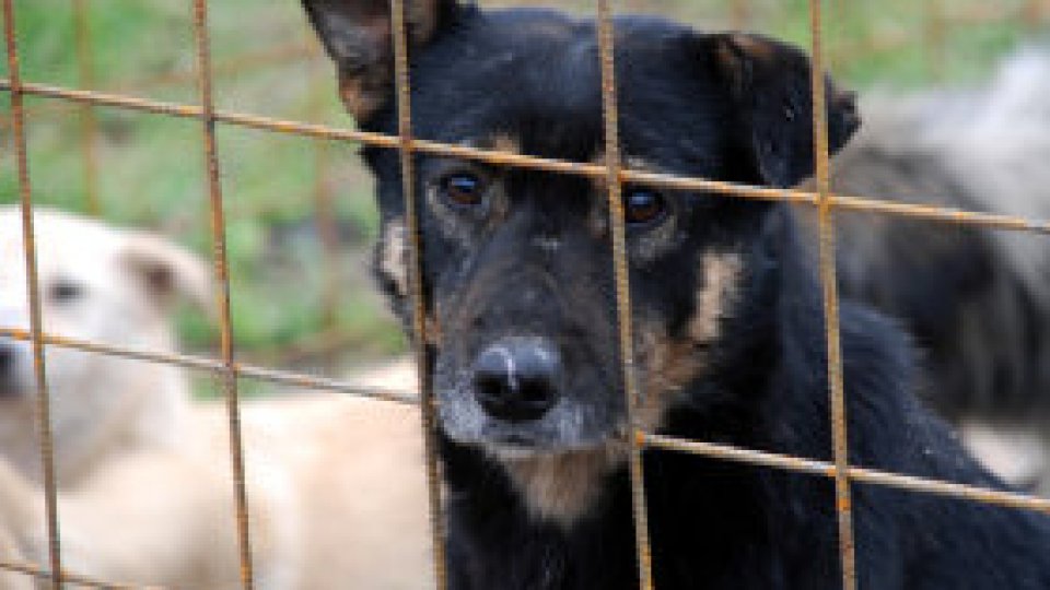Program pentru câinii vagabonzi
