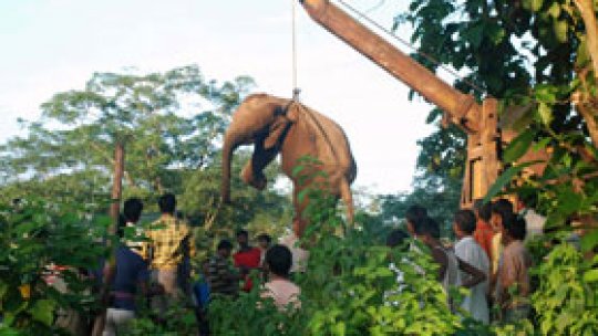 Şapte elefanţi ucişi de un tren  în India