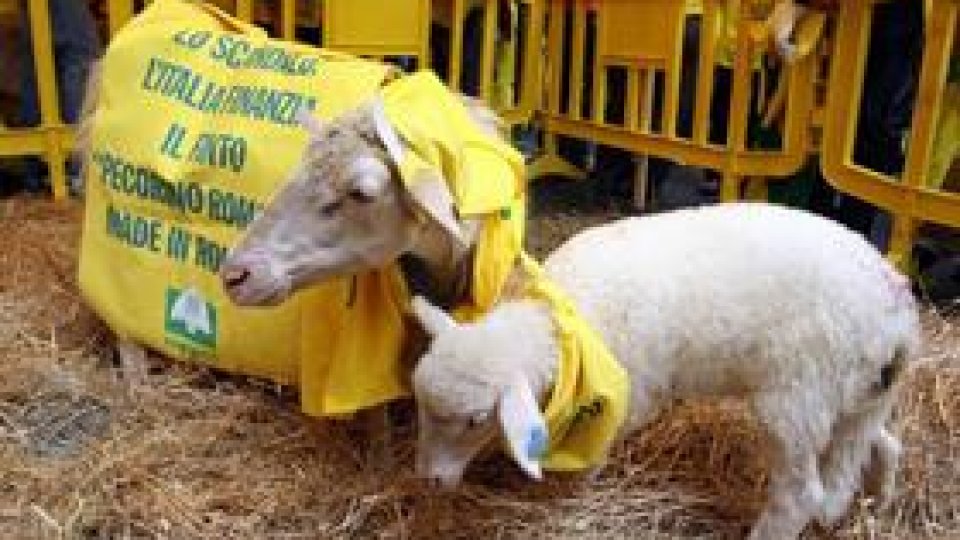 Ciobanii italieni se plâng de produse falsificate