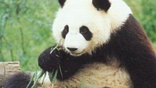 Cum puteţi fi "pandasadori"?