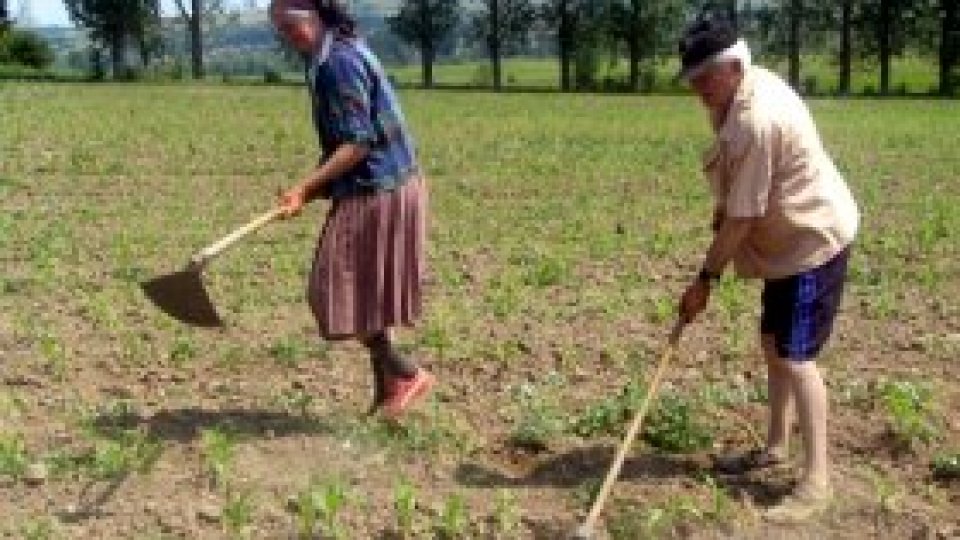Agricultorii vor să cultive plante modificate genetic