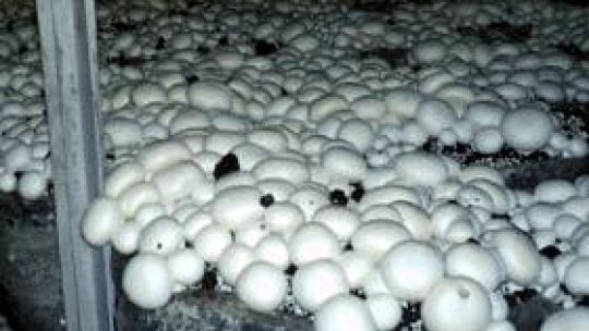 Care gură a sobei ?