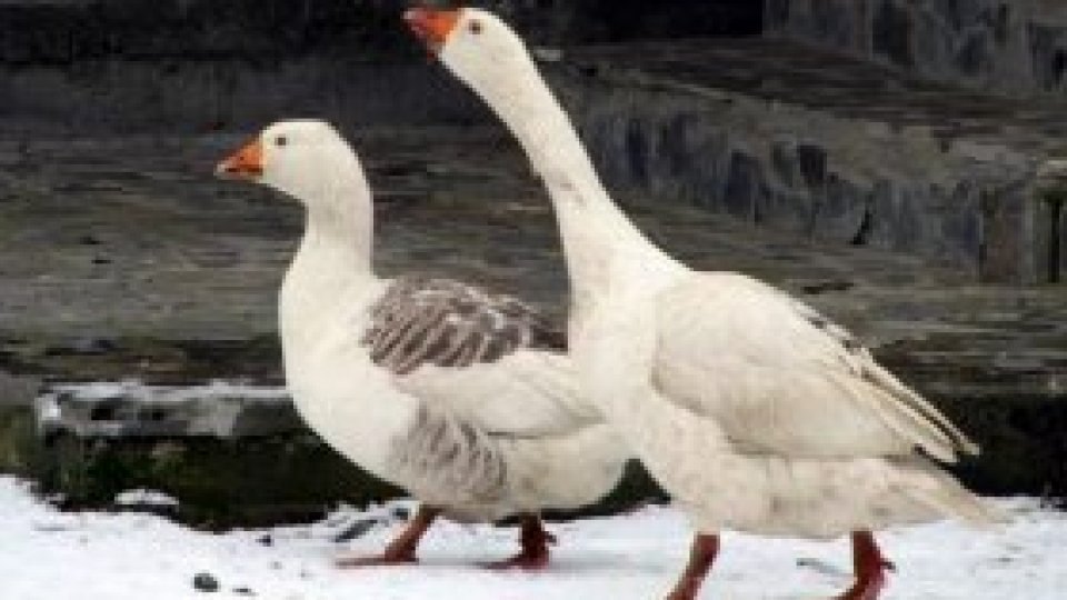 Leana lui Neacşu...