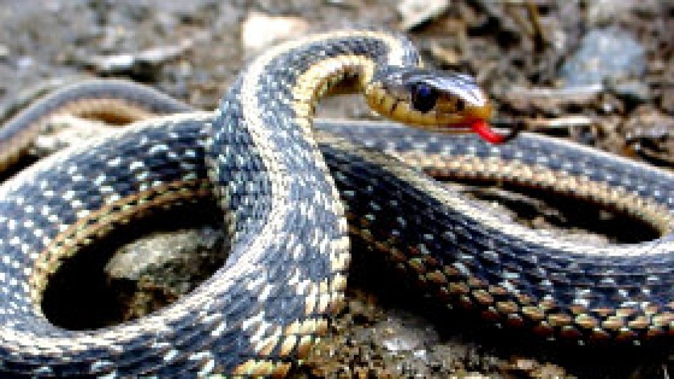 Expoziţie de reptile la Muzeul Judeţean Argeş