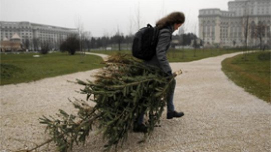 Ce se întâmplă cu brazii după sărbători?